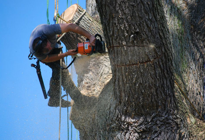 Taille d'arbre Poitiers Châtellerault