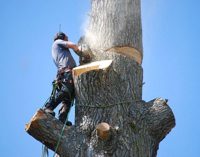 Abattage d'arbre Poitiers Châtellerault